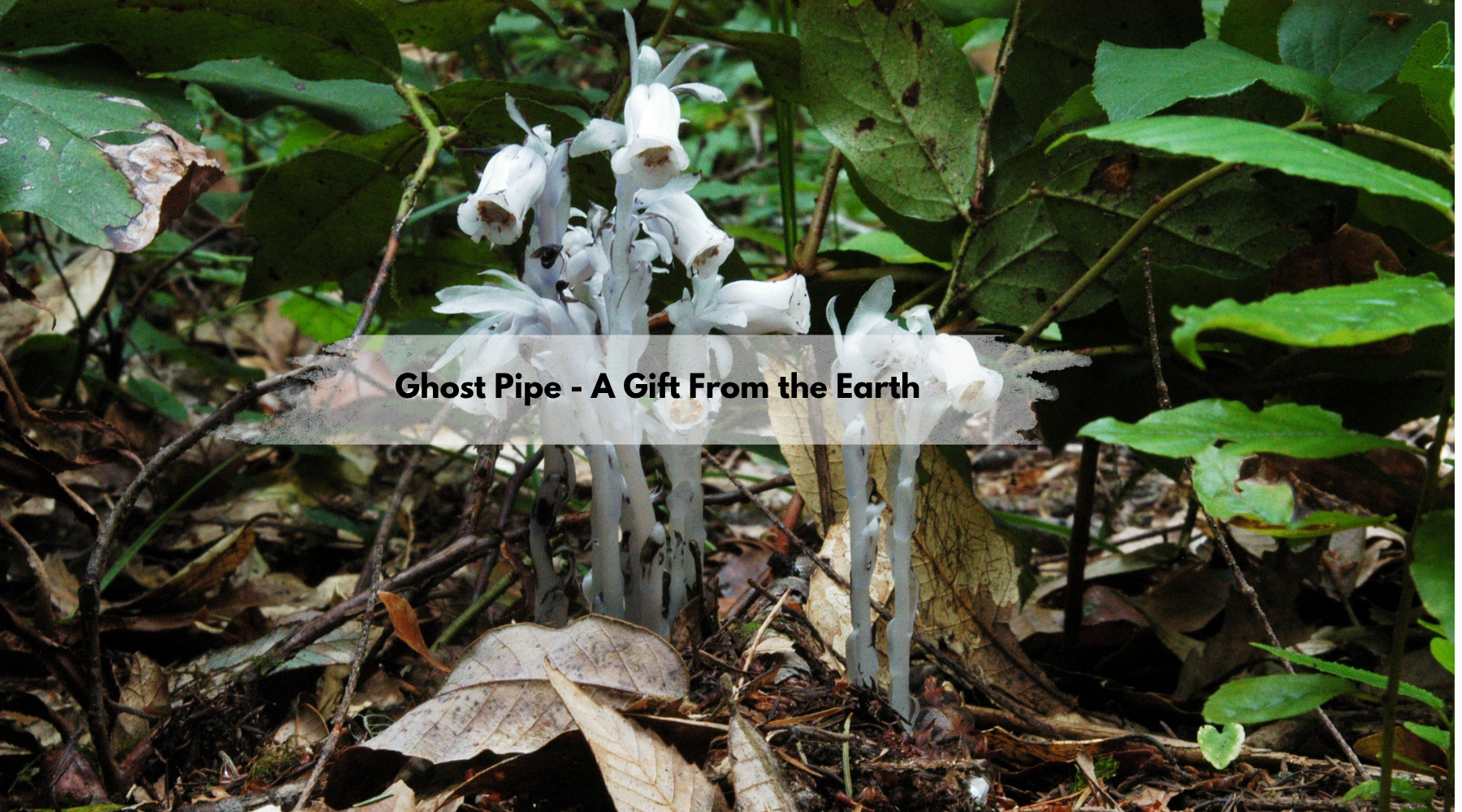 Close up photo of Ghost Pipe plant with blog headline Ghost Pipe A Gift From The Earth