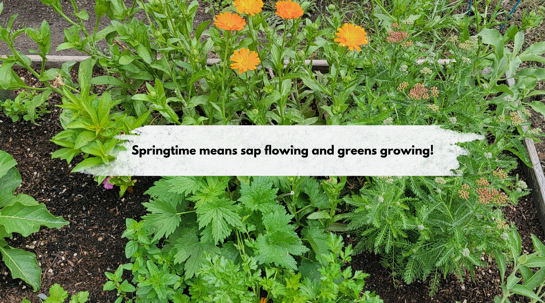Springtime Supports - let the sap flow!