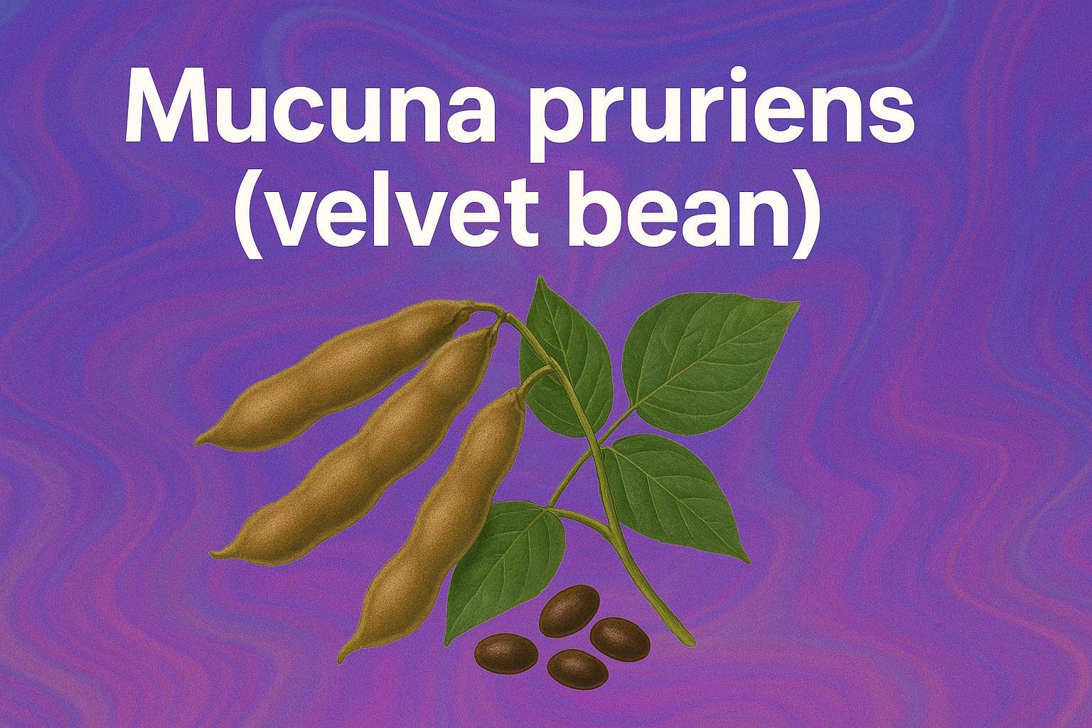 three long brown beanpods on a stem with green spadelike leaves, brown beans below on a purple background with white text reading mucuna pruriens (velvet bean)